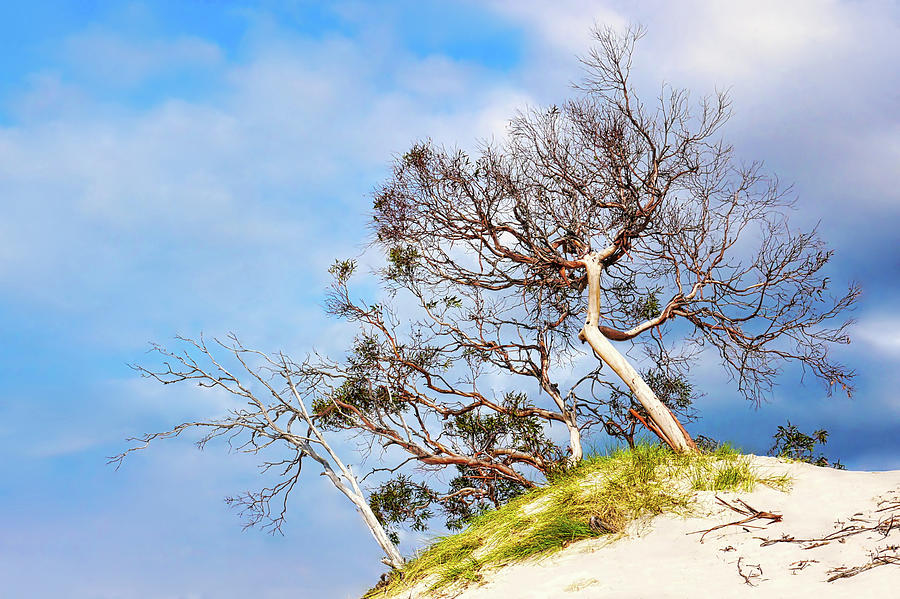 Sand Dune with Bent Trees Photograph by Lexa Harpell