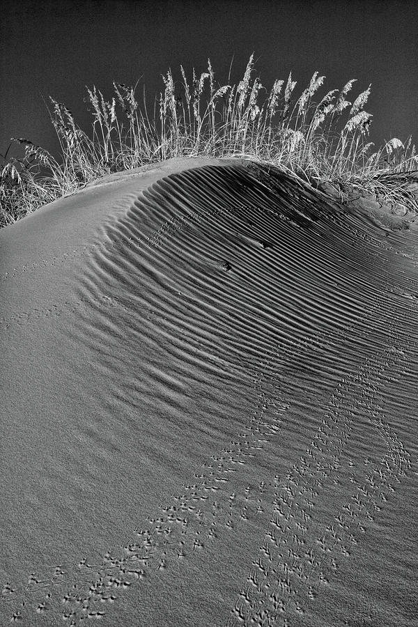 Sand Dune with Sea Oats bw Photograph by Dan Carmichael