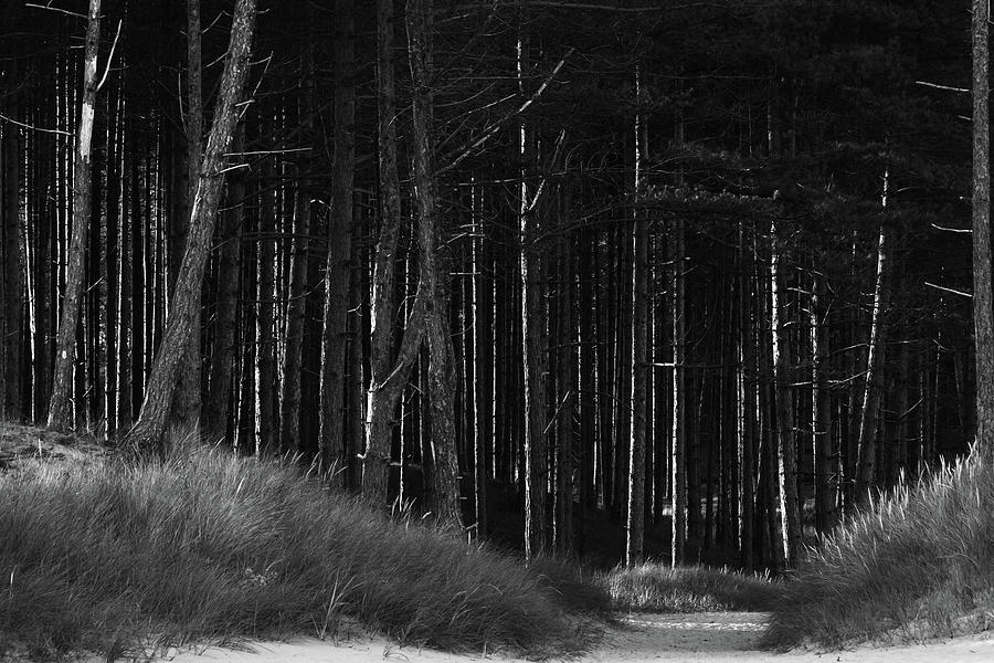 Sand dunes and pines Photograph by Gary Browne