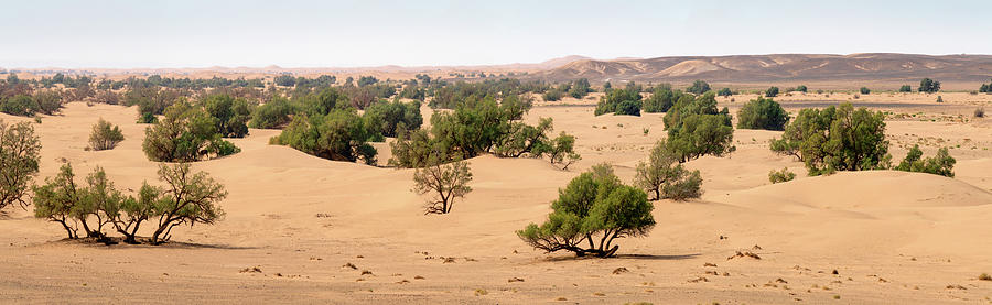 Sand dunes and trees in Sahara desert Photograph by Mikhail Kokhanchikov