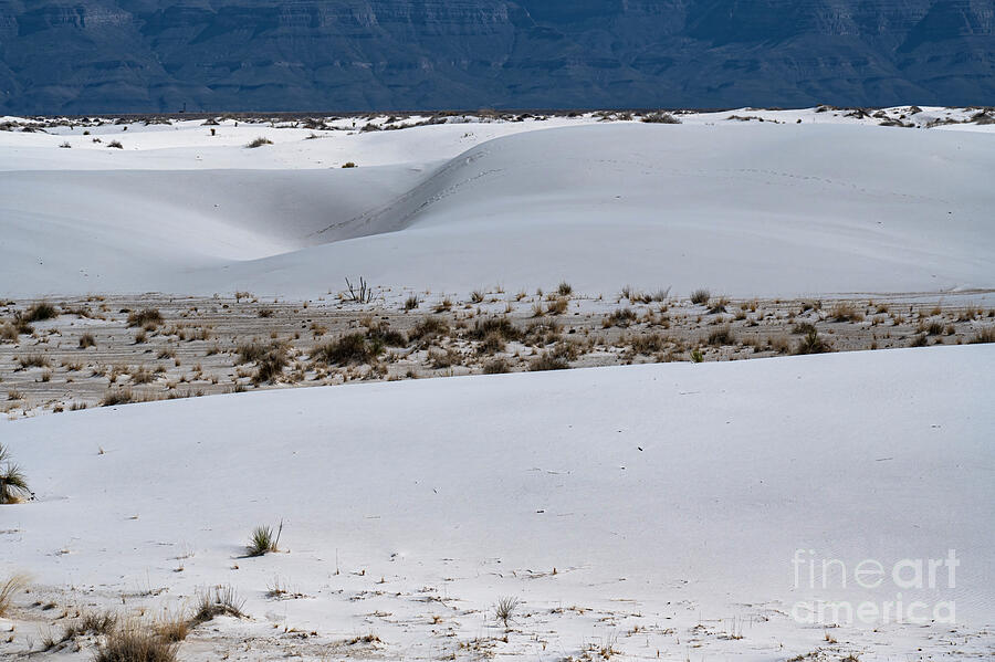 Sand Dunes and Vegetation at White Sands National Park Photograph by Bob Phillips