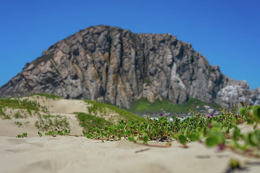 Sand Dunes at Morro Rock Photograph by Tina Horne