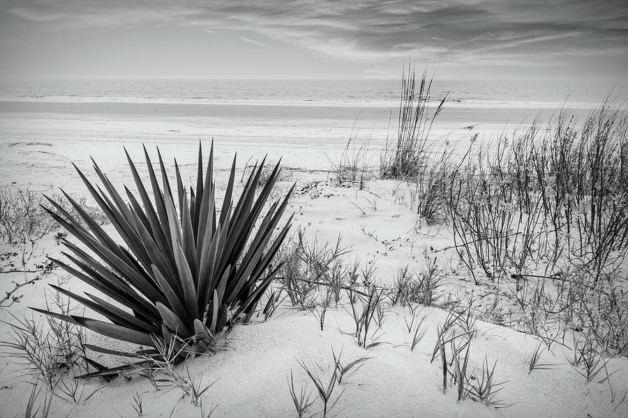 Sand Dunes at Sunrise in Black and White Photograph by Debra and Dave Vanderlaan
