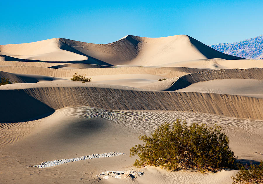 Sand Dunes in Death Valley Mesquite Flats Photograph by Steve Whiston - Fallen Log Photography