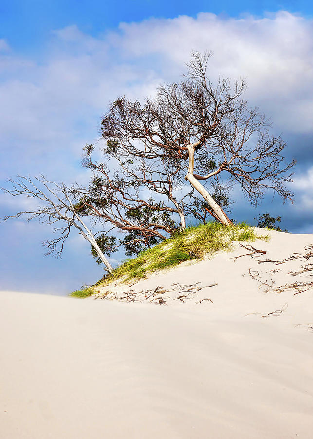 Sand Dunes with Bent Trees 2 Photograph by Lexa Harpell
