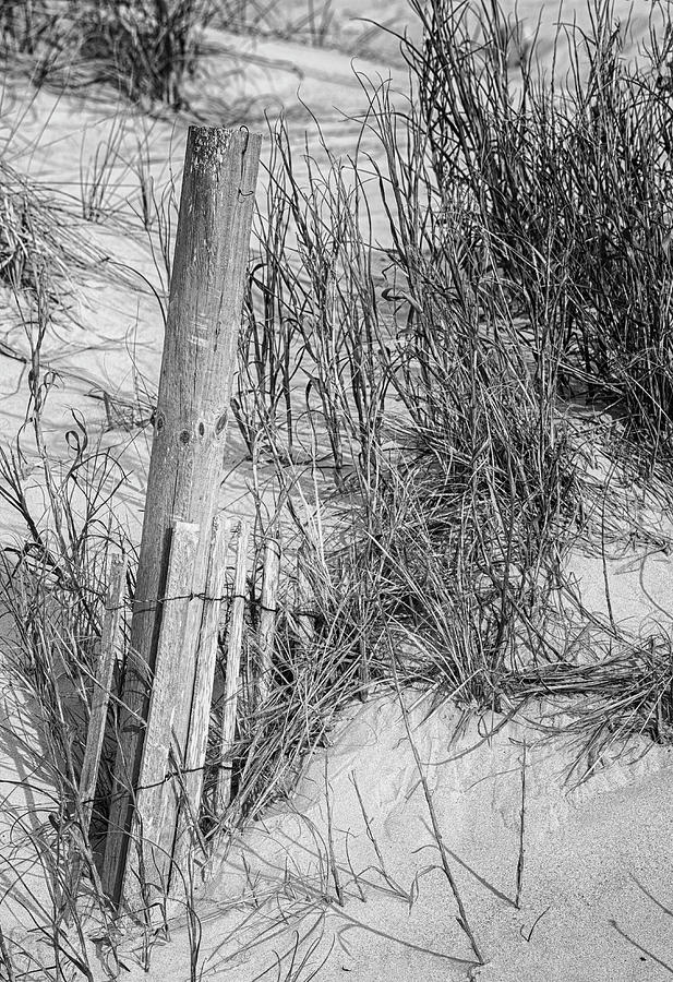 Sand Fence Reclaimed by the Beach Photograph by Bob Decker