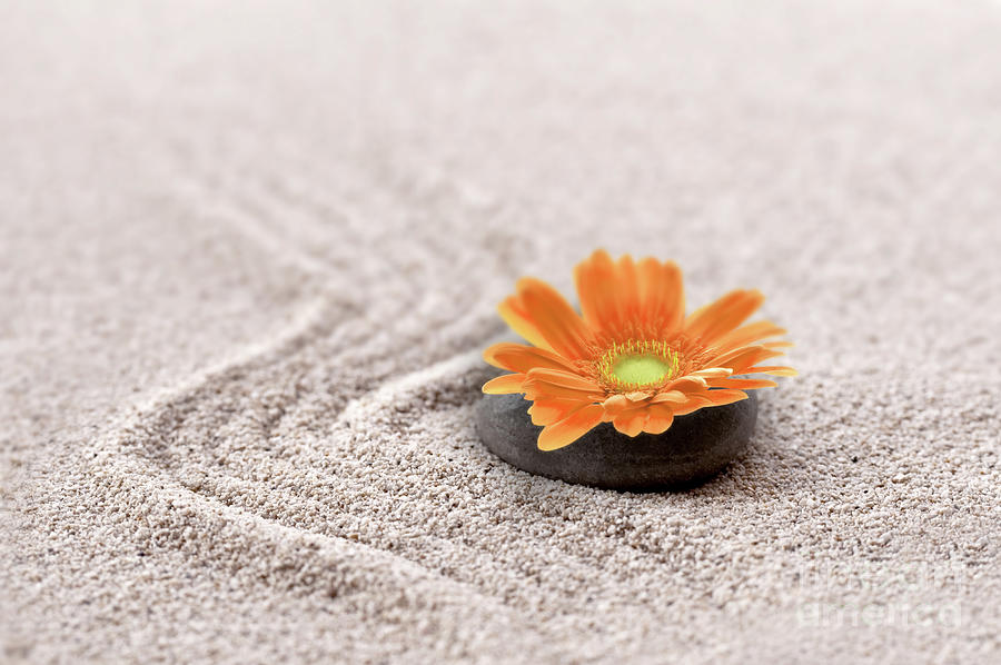 Still Life Photograph - Sand garden and flower by Delphimages Photo Creations