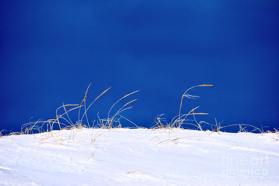 Sand Grass in Snow under Blue Sky Photograph by Debra Banks