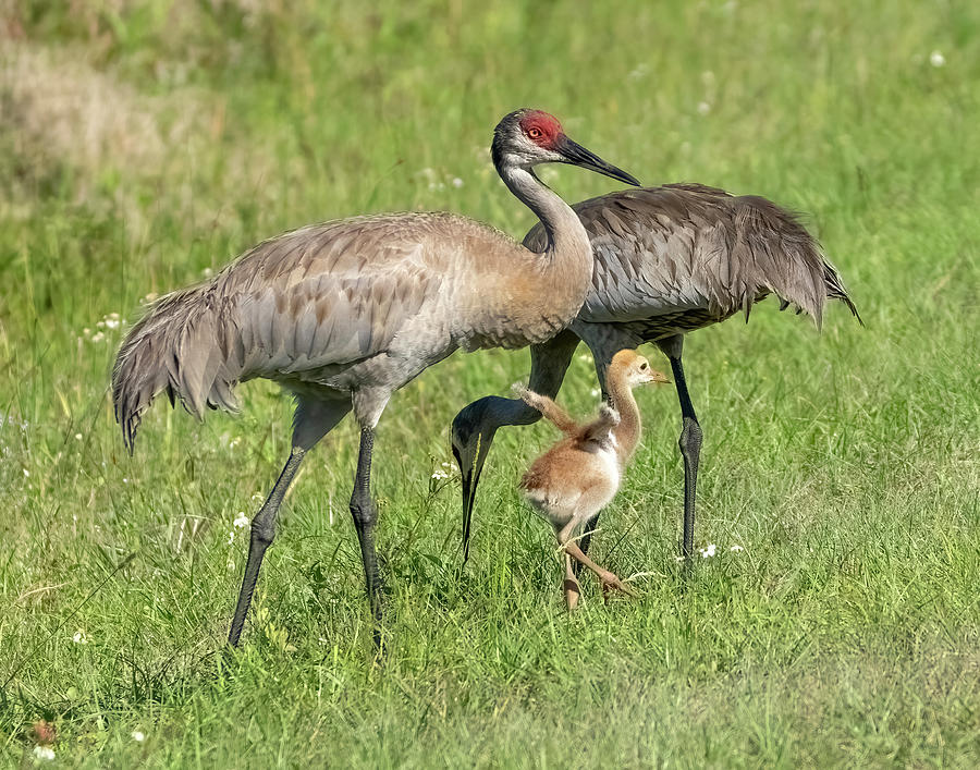 Sand Hill Crane family Photograph by Jack Nevitt - Pixels