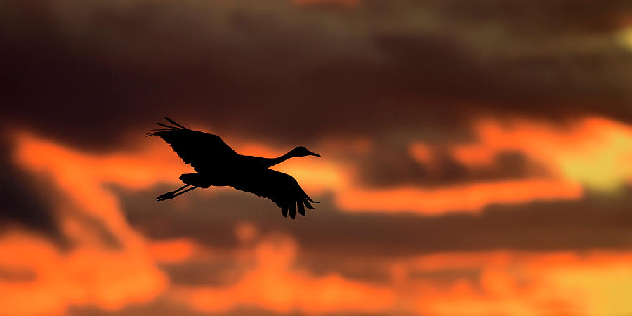 Sand Hill Crane Flight at Sunrise Photograph by Gary Langley