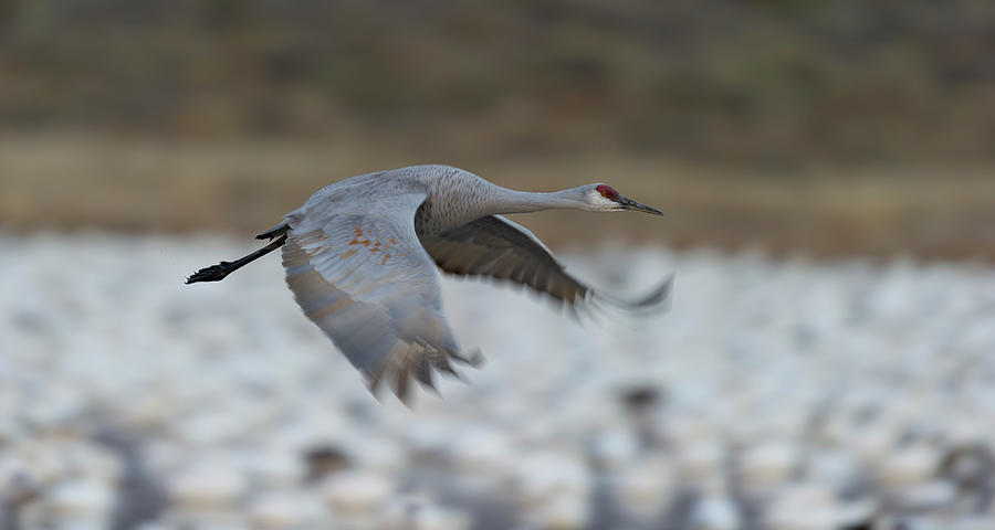 Sand Hill Crane  fly by Photograph by Gary Langley