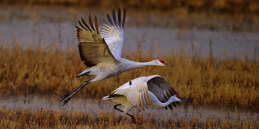 Sand Hill Crane morning lift off Photograph by Gary Langley