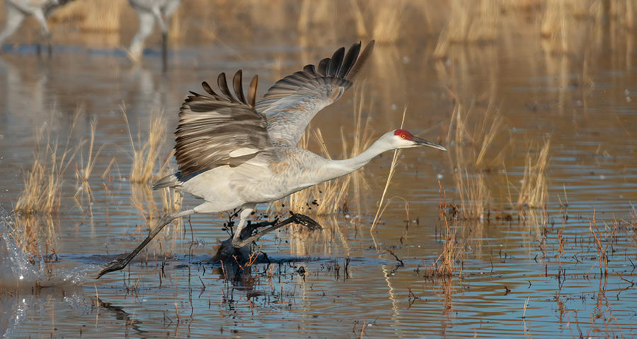 Sand Hill Crane takeoff  Photograph by Gary Langley