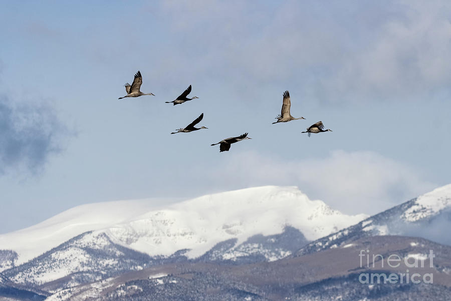 Sand Hill Cranes And Mountains Photograph
