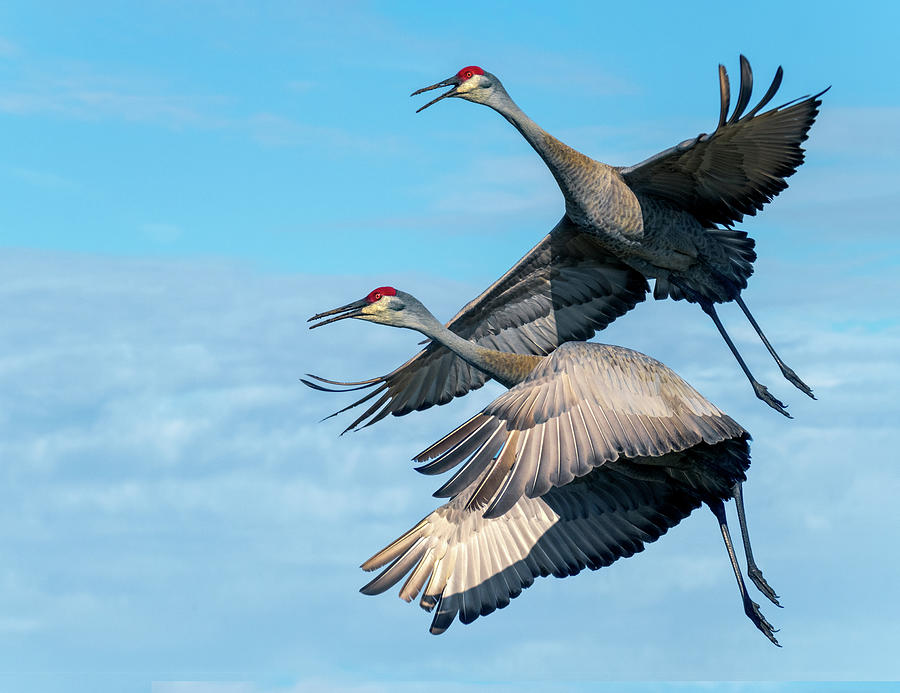 Sand Hill Cranes In Flight Photograph