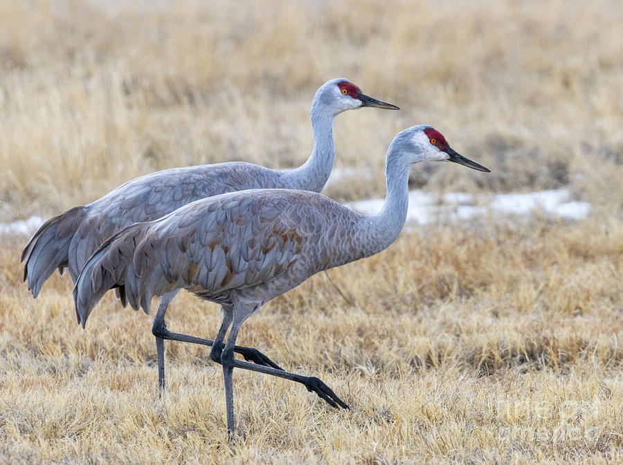 Sand Hill Cranes in Sync Photograph by Steven Krull