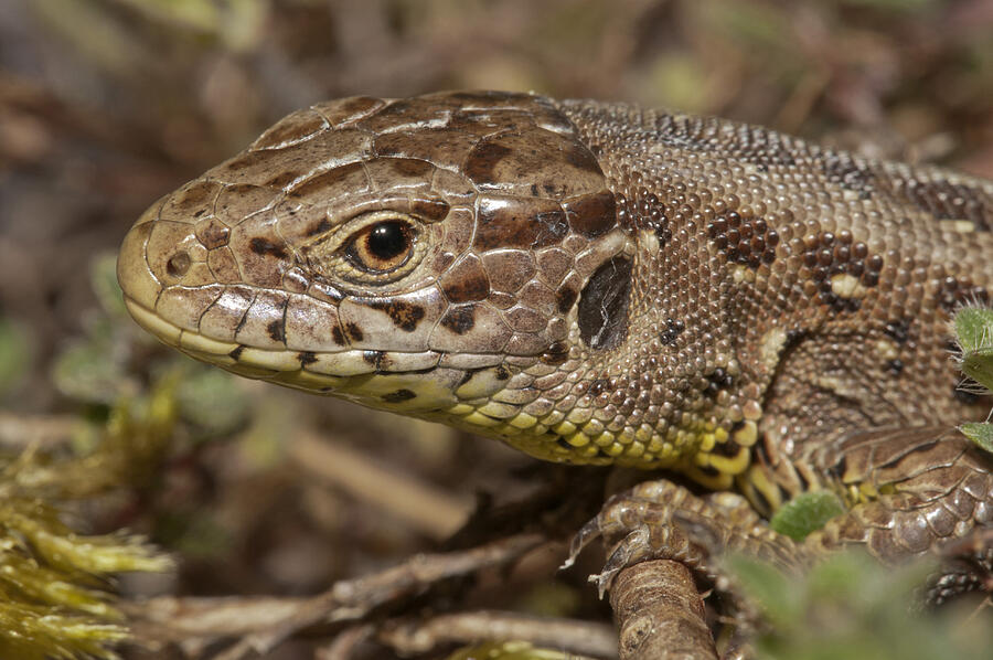 Sand Lizard -Lacerta agilis-, female, Untergroningen, Abtsgmuend, Baden-Wurttemberg, Germany Photograph by Hans Lang