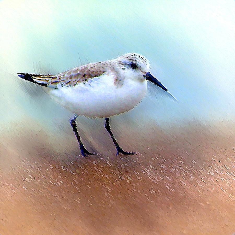 Sand Piper Digital Art by David Manlove