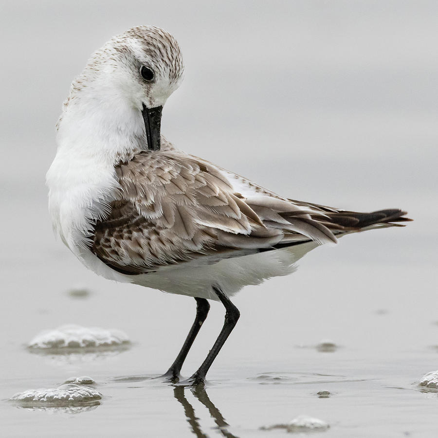 Sand Piper Photograph by Jim Miller