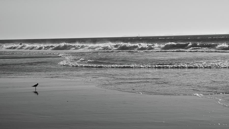 Sand Piper Photograph by Lauren Pelton - Fine Art America