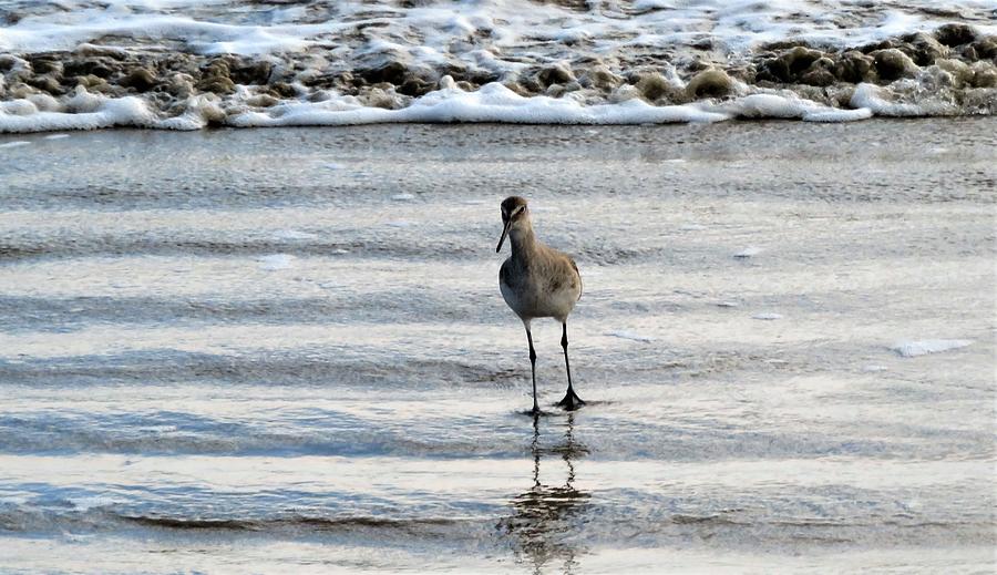 Sand Piper Number 2nd A Series Photograph