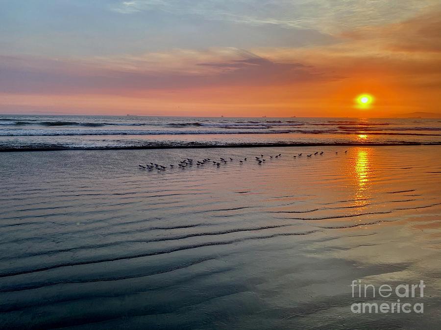 Sand Pipers at Sunset Photograph by Katherine Erickson