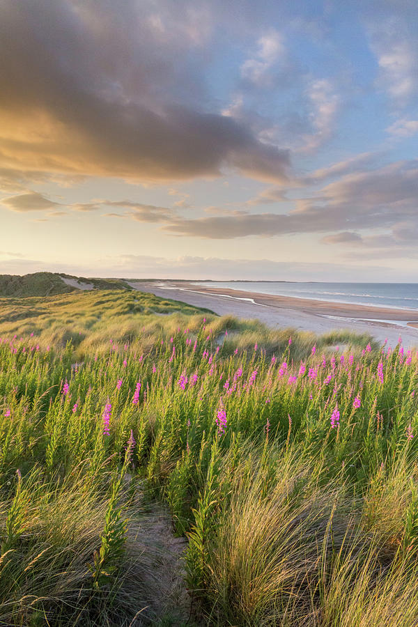 Sand, Sea and Rosebay Willowherb Photograph by Anita Nicholson - Fine ...