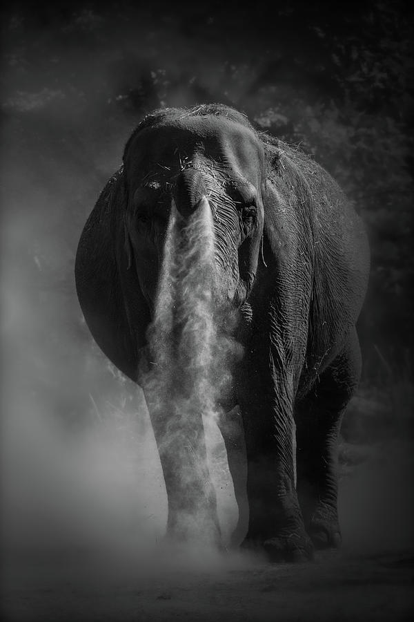 Elephant Photograph - Sand shower by RT Photography