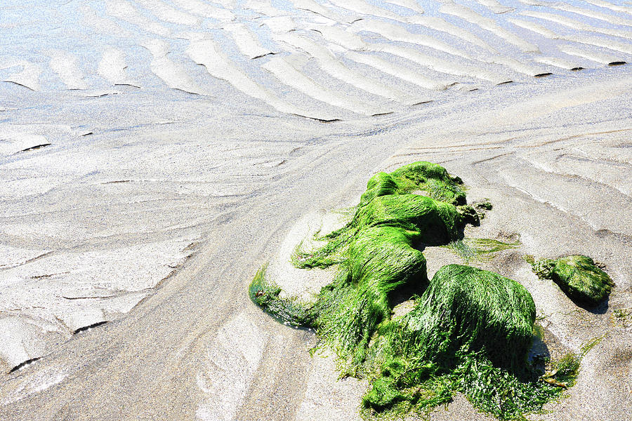 Sand Tidal Patterns and Seaweed 1 Photograph by Lexa Harpell