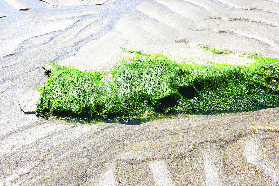 Sand Tidal Patterns and Seaweed 2 Photograph by Lexa Harpell