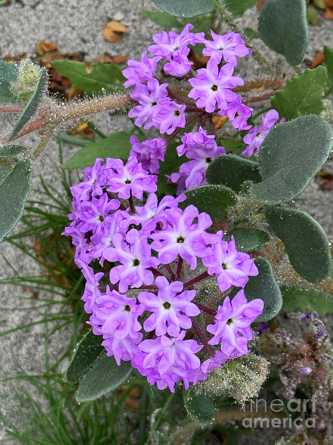Sand Verbena Photograph by Jeanette French