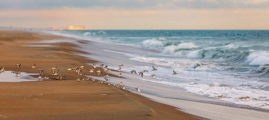 Sandbridge Beach Sandpipers Photograph by Rachel Morrison
