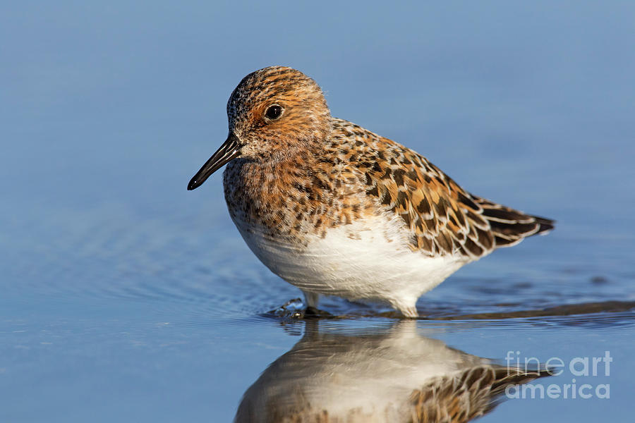 Sanderling Photograph by Arterra Picture Library