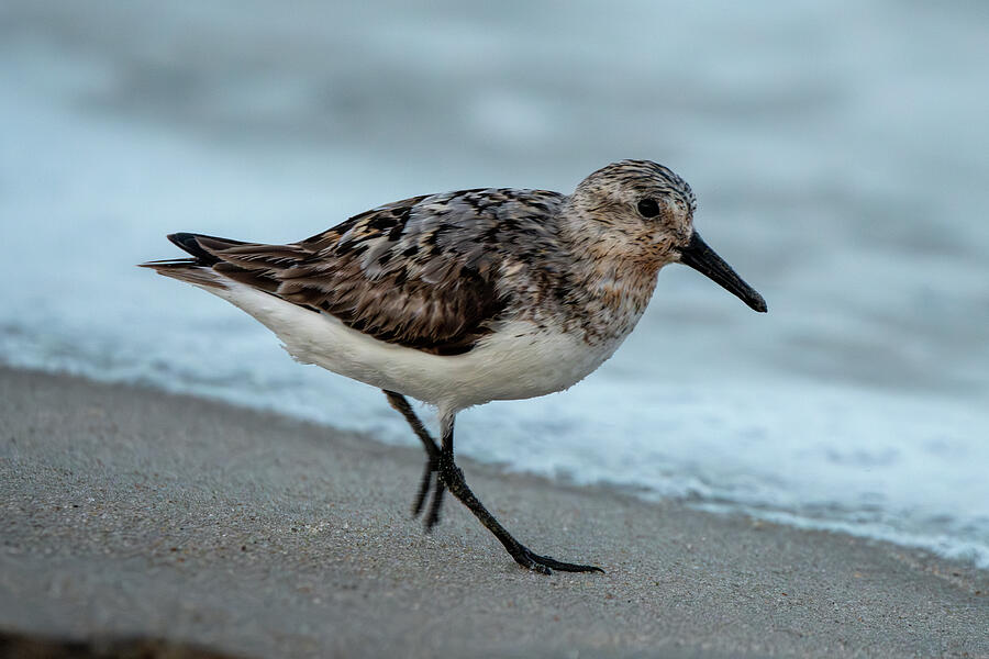 Sanderling Photograph by Candice Lowther - Fine Art America