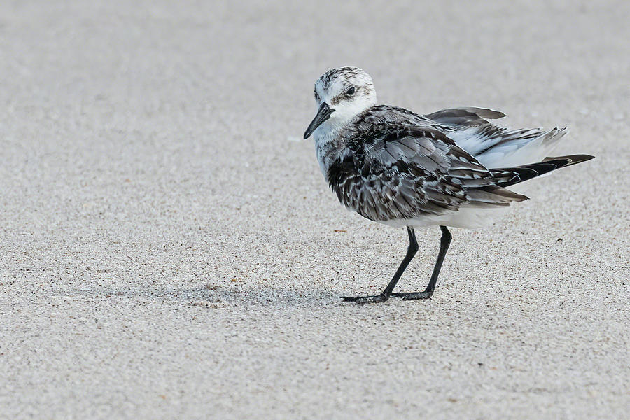 Sanderling Cutie Photograph by Dawn Currie