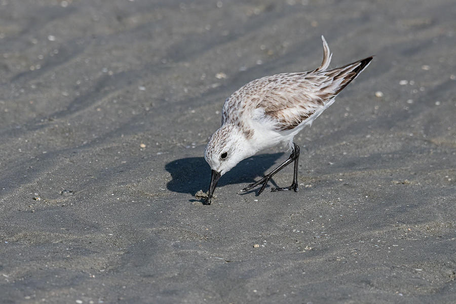 Sanderling Finding Yummies Photograph by Dawn Currie