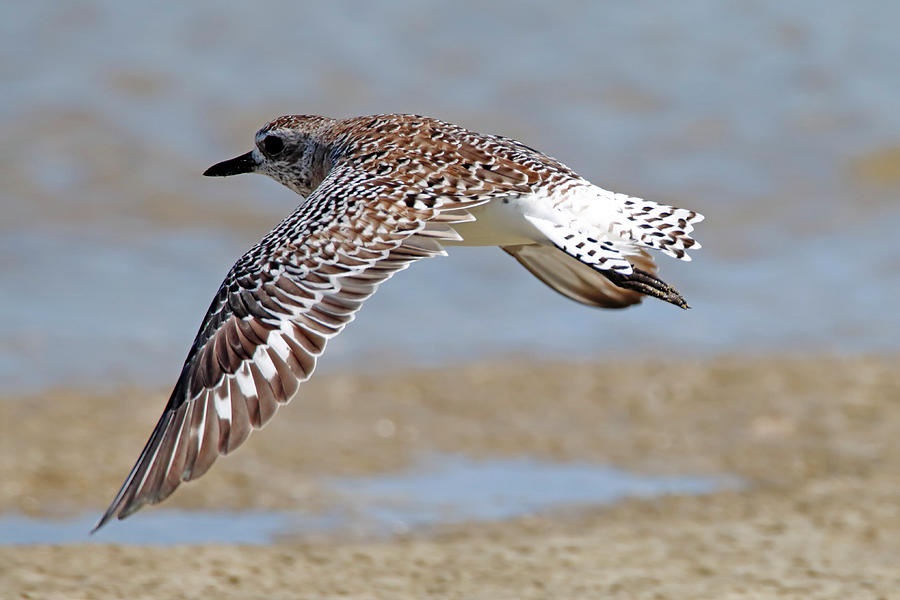 Sanderling Flying Over Beach Photograph By Daniel Caracappa - Fine Art 