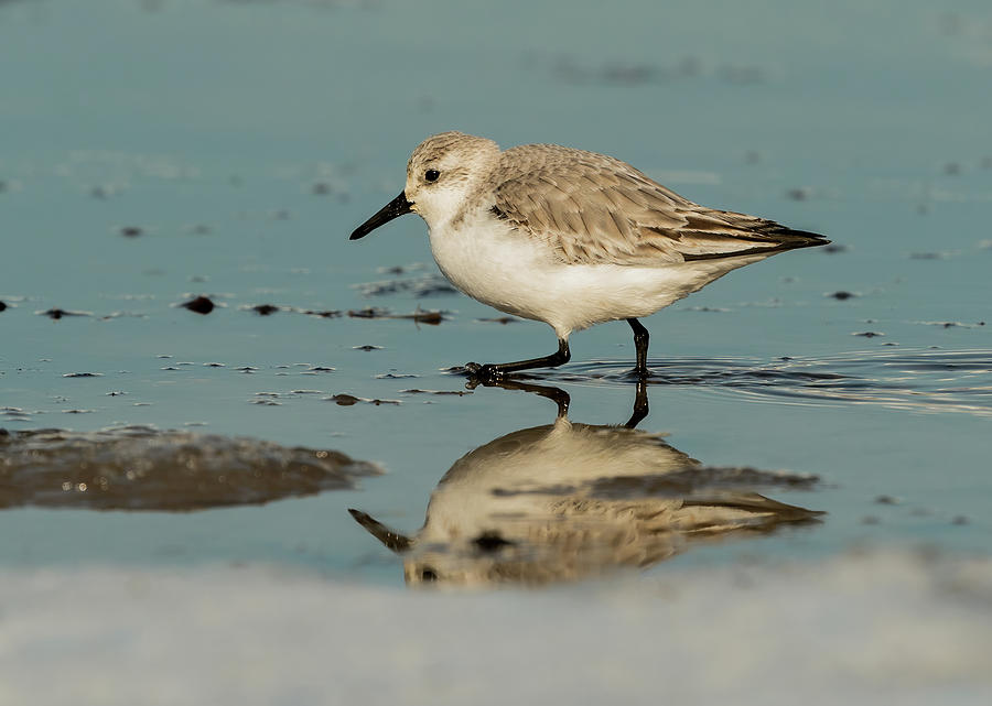 Sanderling looking for food Photograph by Sam Rino