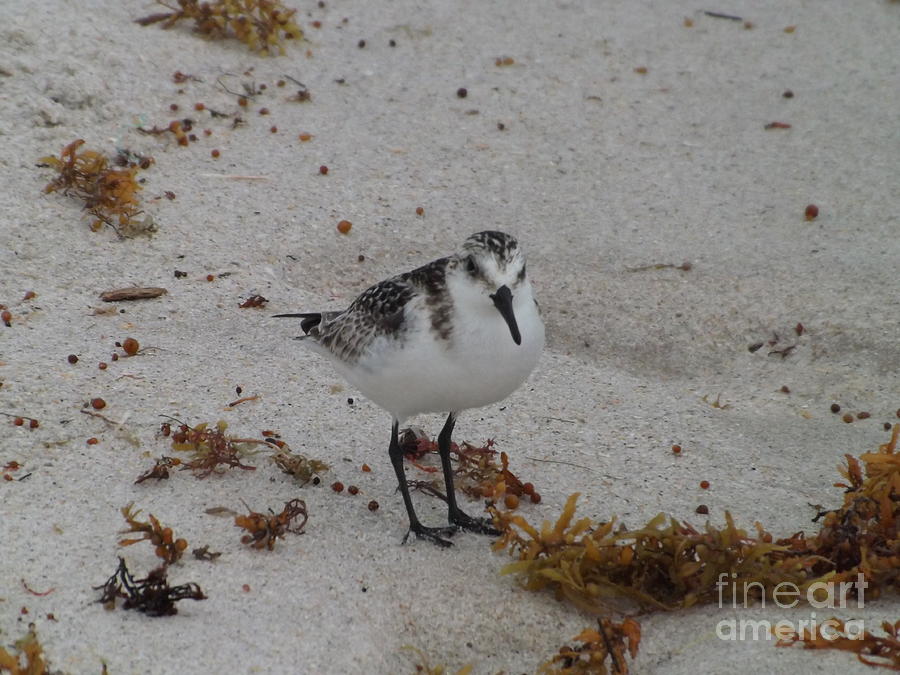 Nature Photograph - Sanderling by Noemia Poole