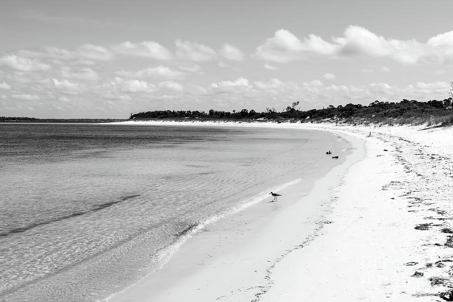 Sanderling On Shell Island Coastline Grayscale Photograph by Jennifer White