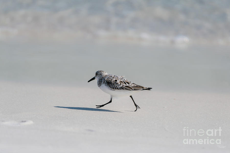 Sanderling On The Move Photograph by Jennifer White