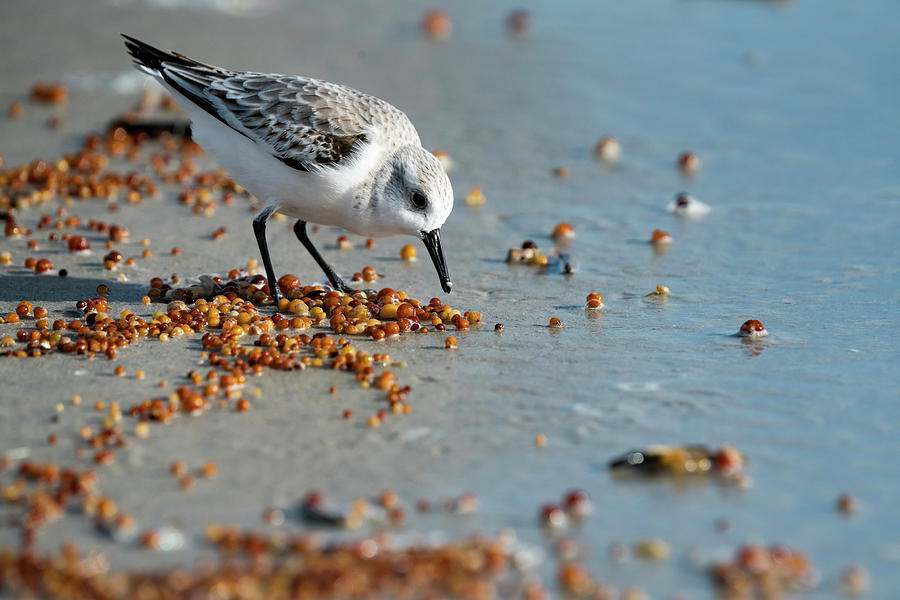 Sanderling on the Shore Photograph by Todd Tucker