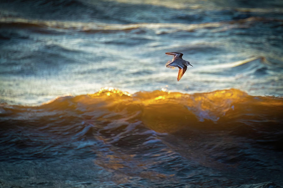 Sanderling Over Sunset Wave Glow  Photograph by Mark Roger Bailey