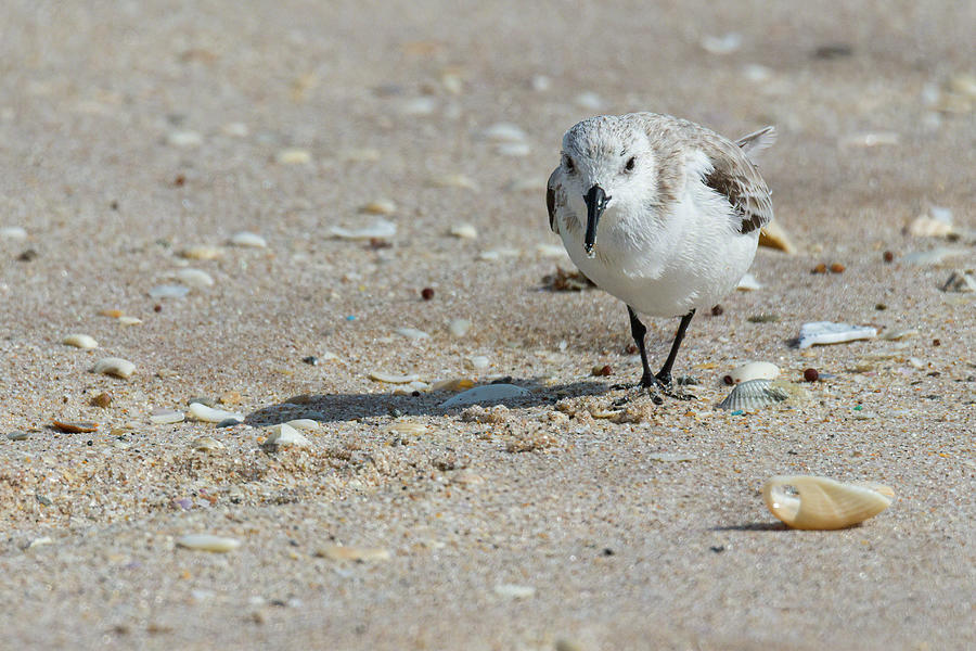 Sanderling Pause From Foraging Photograph by Dawn Currie