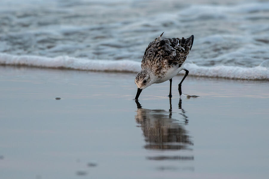 Wildlife Photograph - Sanderling Reflection by Candice Lowther