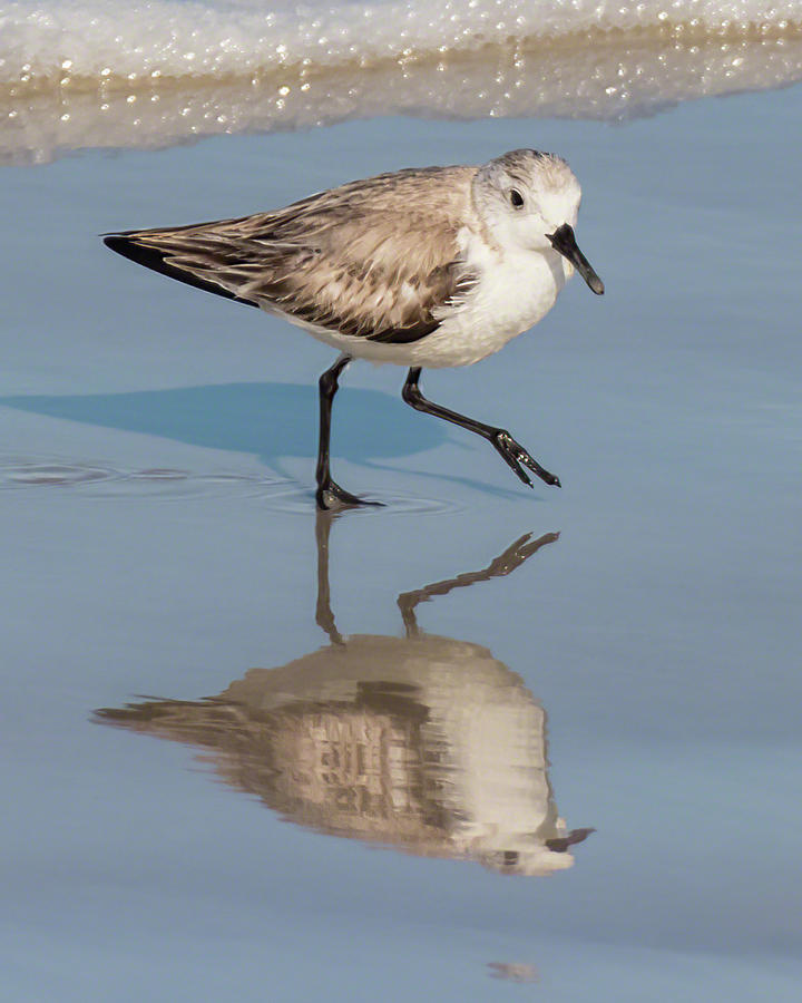 Sanderling Reflections III Photograph by Dawn Currie
