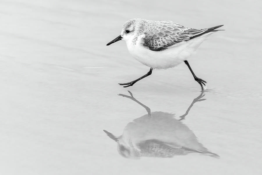 Sanderling Scurry Photograph by Dawn Currie