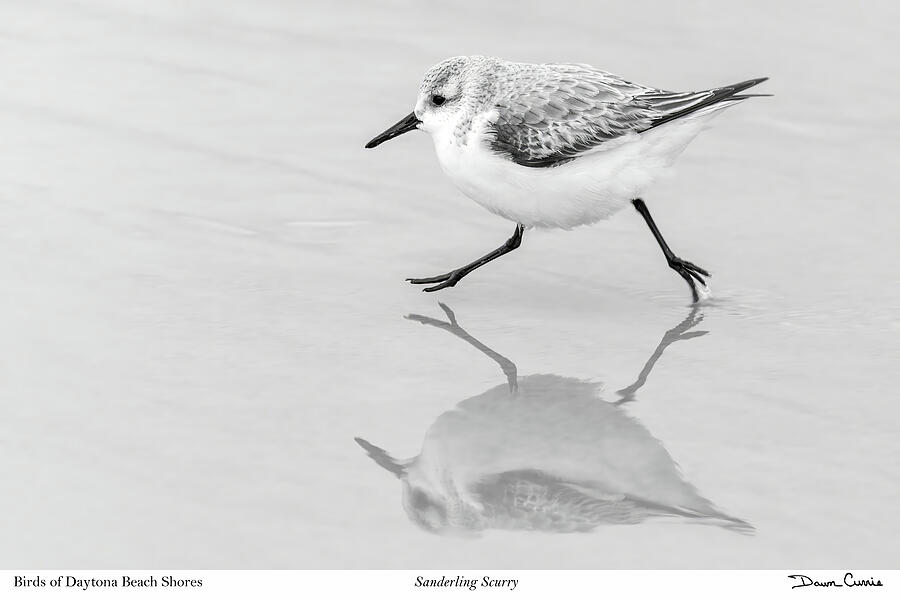 Sanderling Scurry-signed Photograph by Dawn Currie