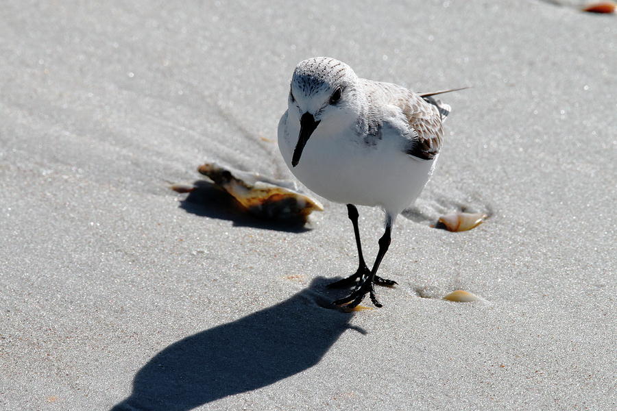 Sanderling Strolling On A Beach Photograph by Daniel Caracappa - Pixels