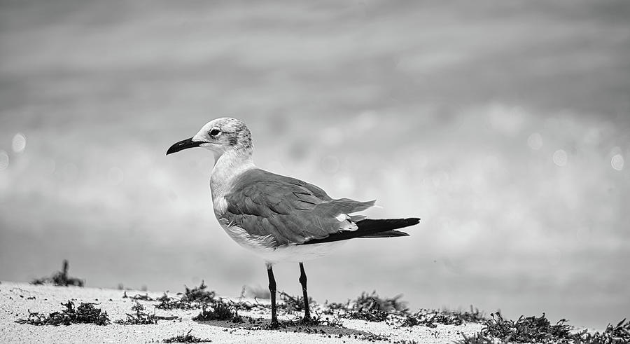 Sanderling  Photograph by Subroto Mukherjee
